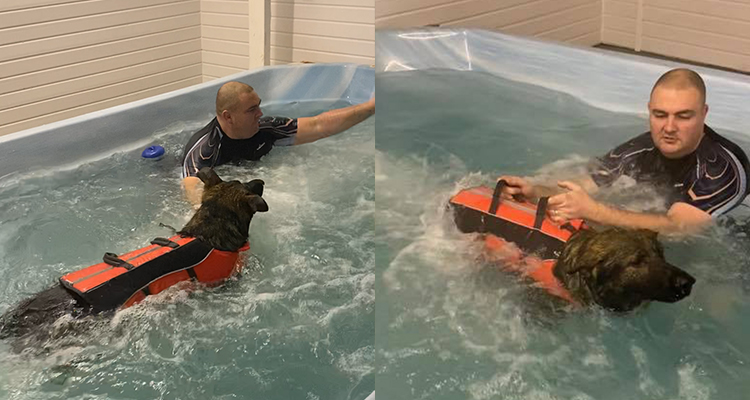 Canine Hydrotherapy Pool